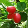 Karunda Fruit