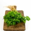 Coriander