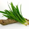 Pandan Leaf With Root