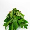 Papaya Leaf