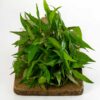 Preaw Leaf